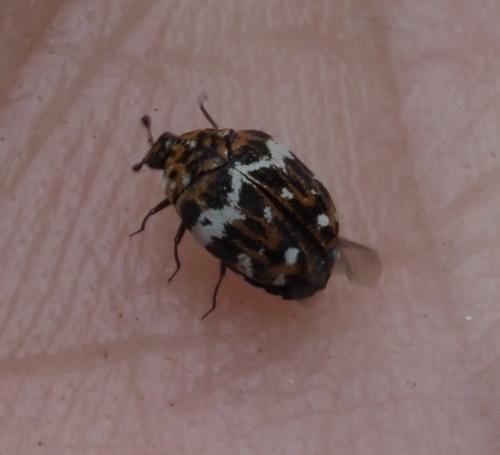 Réf. 229 973 : Anthrenus sp.